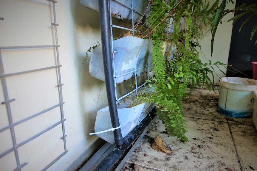 Dozens of half plastic milk bottles secured in wire mesh frame upright against a wall. Black poly pipe is ziptied to frame.