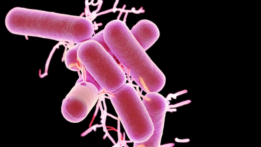 This short of lactobacillus shows them to be pink and cylindrical in shape.
