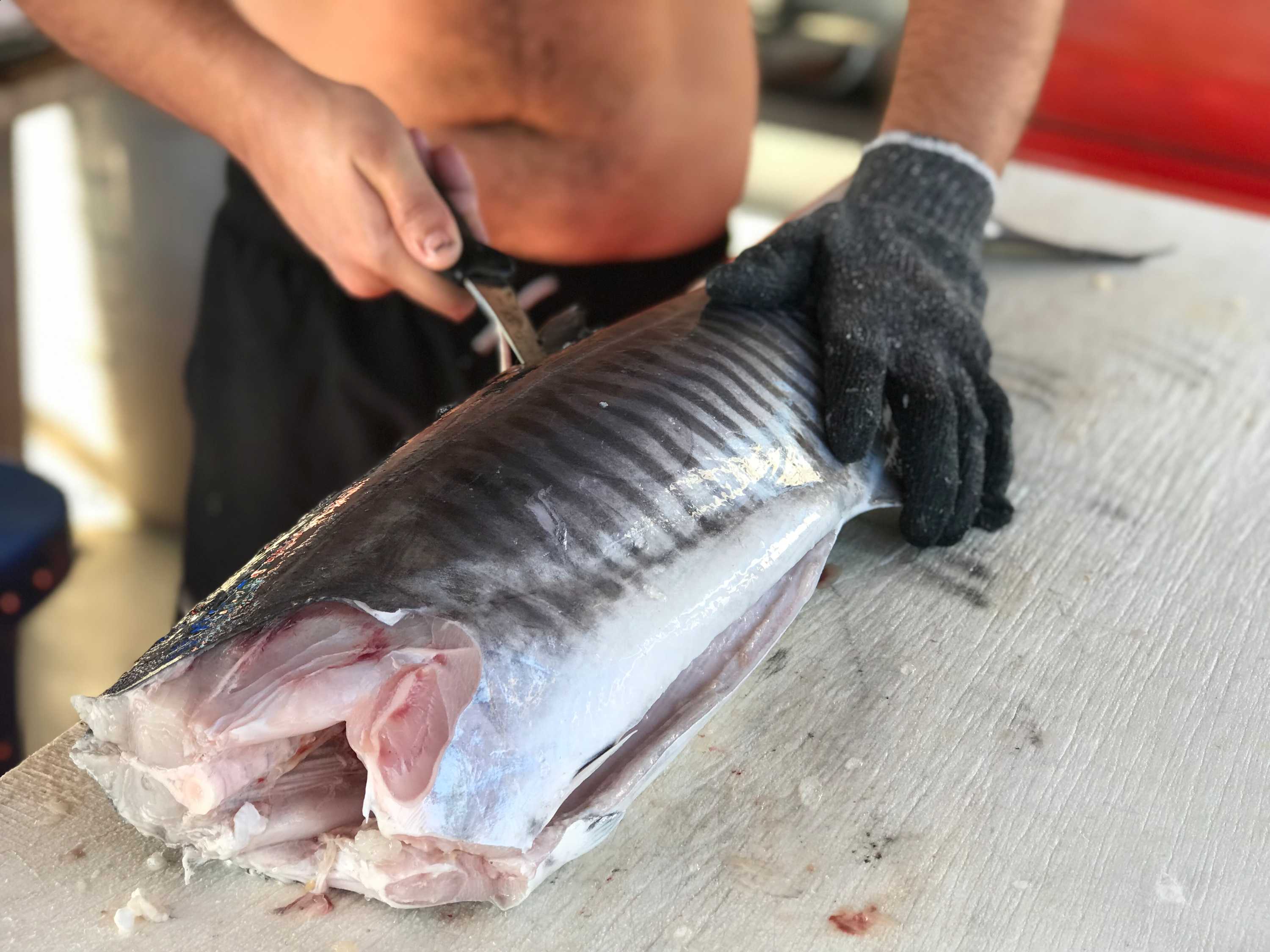 New fishing rules for Queensland from today including possession limits