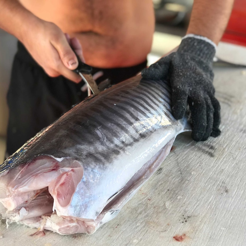 A commercial fisho fillets a spanish mackerel
