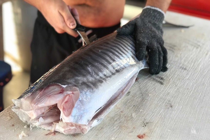 A commercial fisho fillets a spanish mackerel