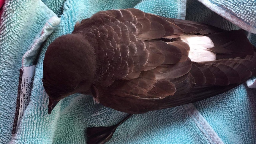 A small grey and white seabird sitting on a towel in a crate.