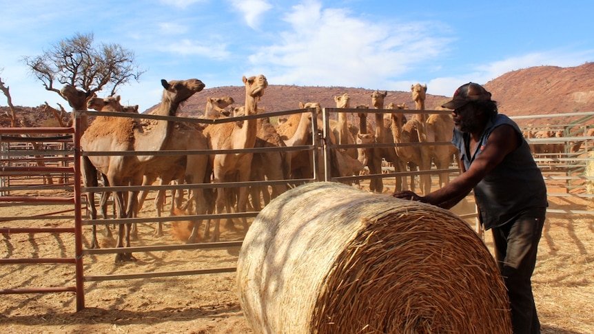 Feral camels in yards