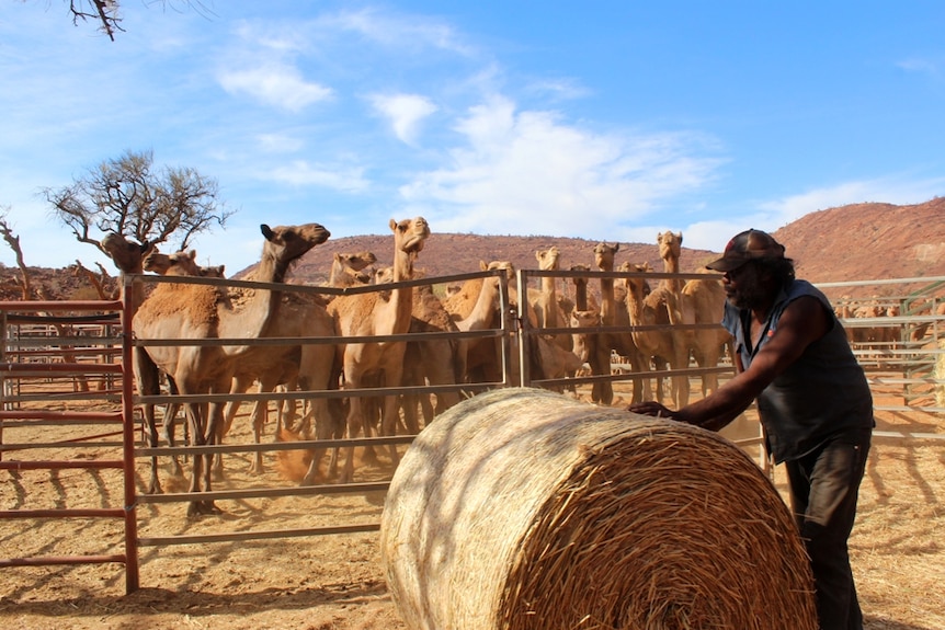 Feral camels in yards