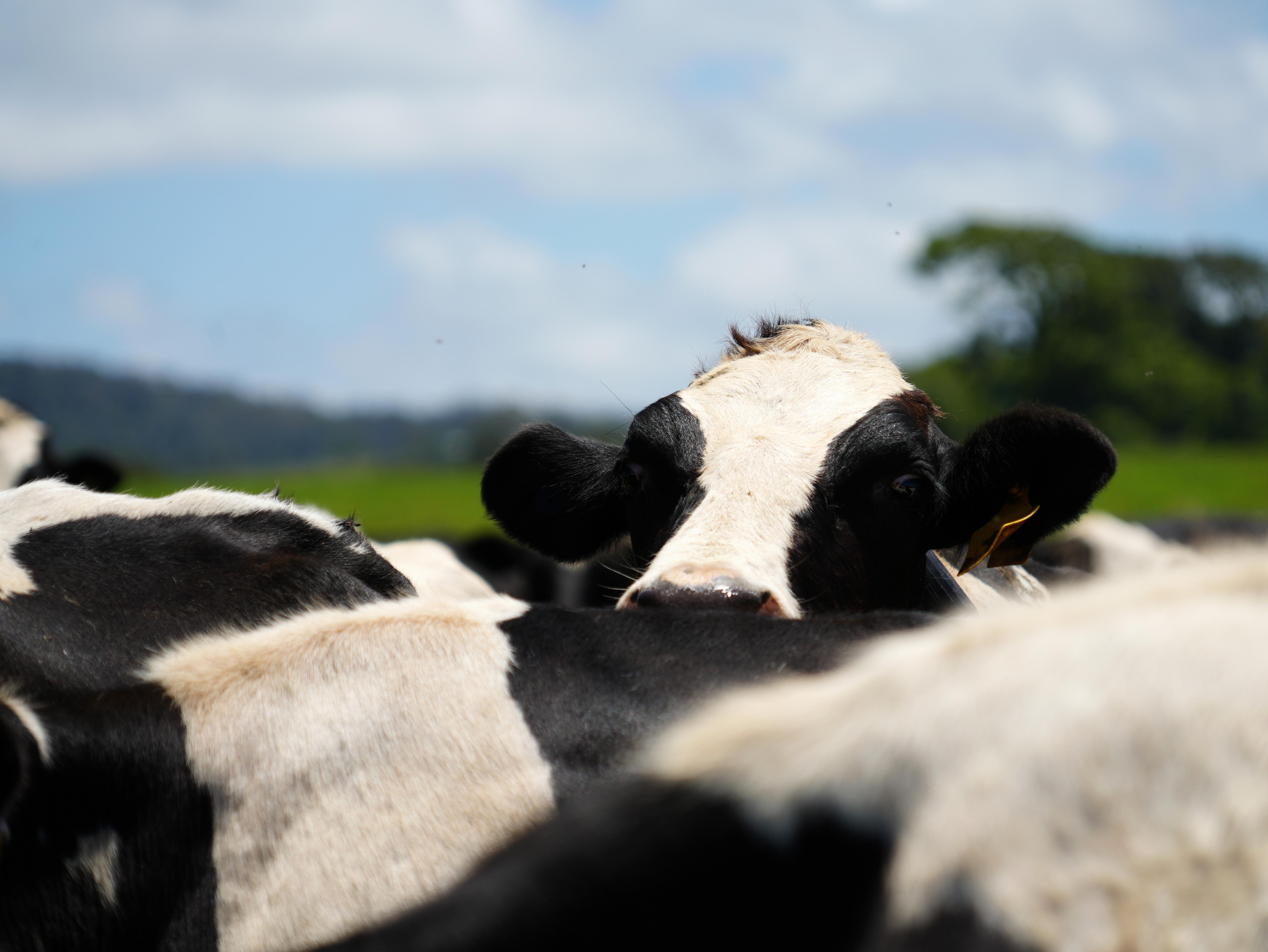 Close up of a dairy cow poking its head above the herd.