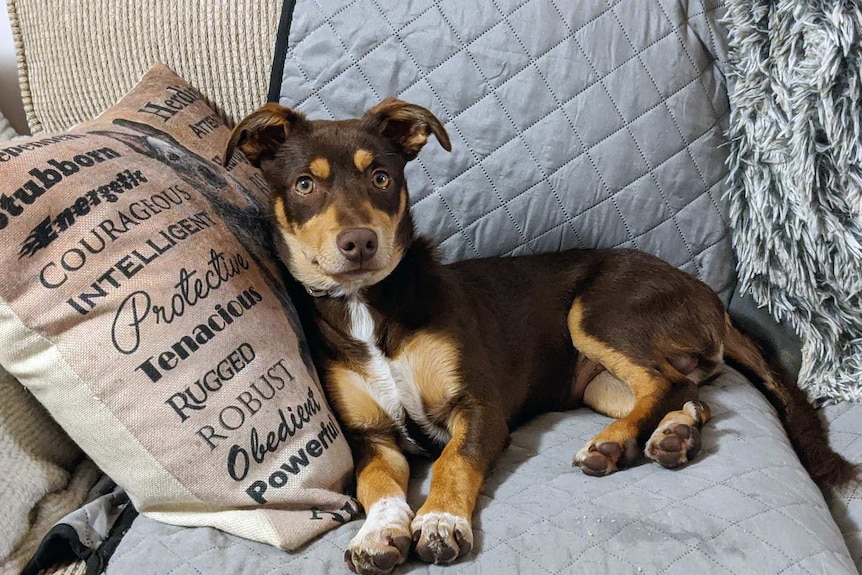 Brown and tan kelpie pup lies on couch and looks at camera