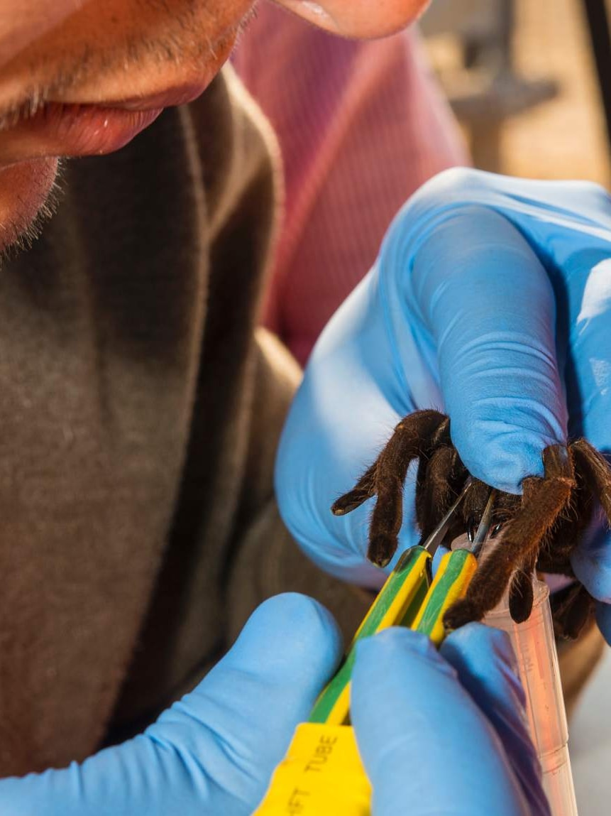 Castro Santana milking the tarantula