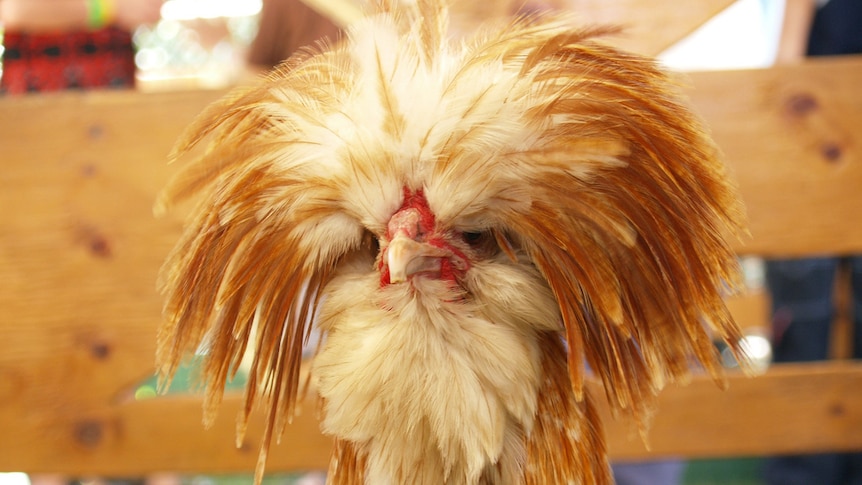 This polish chicken is having a good hair day.