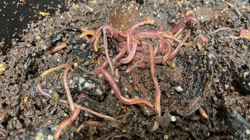 A cluster of pink earthworms wriggling among brown vegetable scraps.