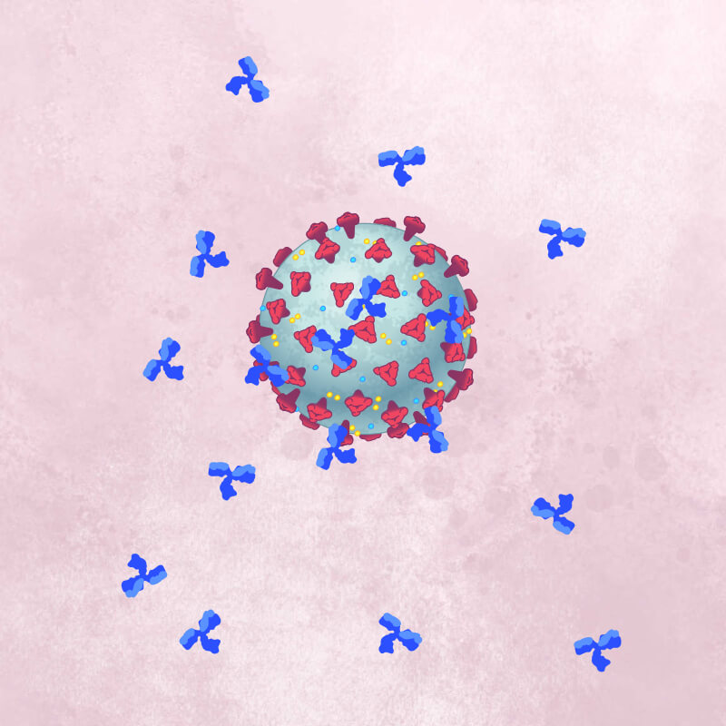 A coronavirus ball, surrounded by multiple blue tripod-shaped antibodies.