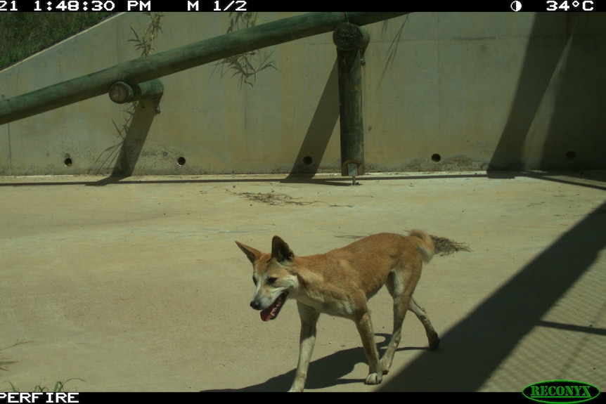 A fox caught on camera.