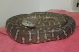 Escaped family python in Adelaide