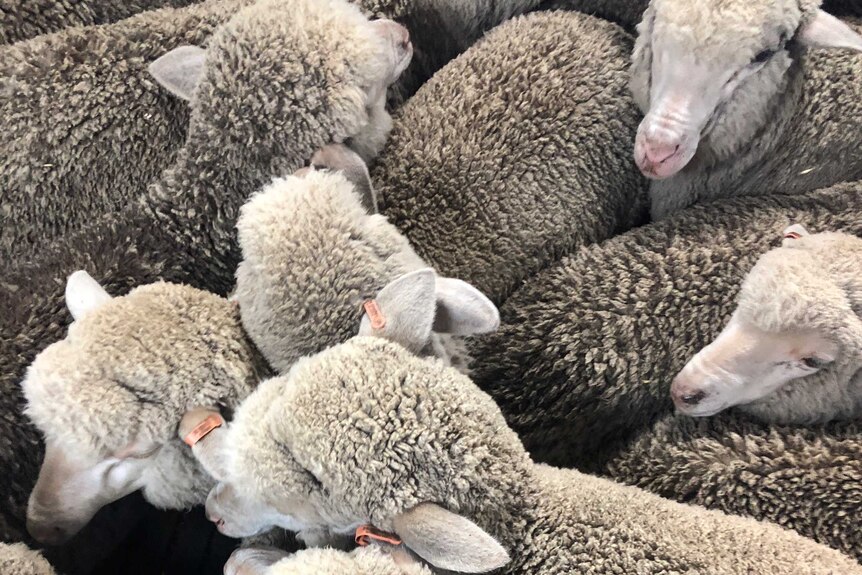 These eight-month-old merino sheep are part of an evaluation trial by the University of Sydney.