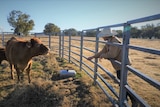 A man in a hat leans through a fence reaching out to a cow