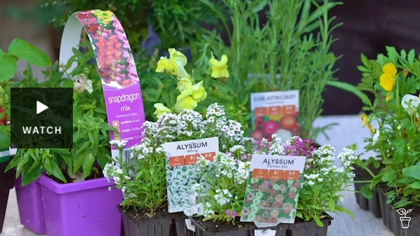 A selection of flowering and edible pot plants from a nursery. Has Video.