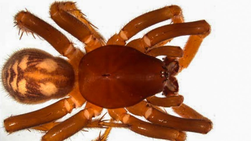 The brown small ant eating spider can live amongst ants before attacking them.
