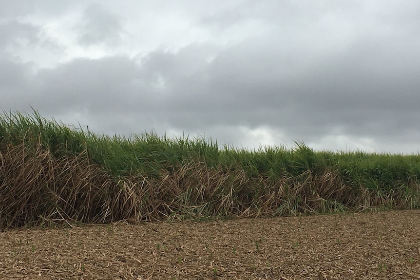 Lodged cane in a field at Bundaberg