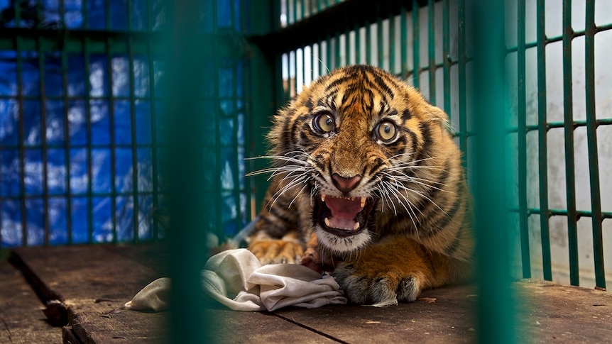 A Sumatran tiger cub in a cage in a Javan zoo.