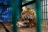 A Sumatran tiger cub in a cage in a Javan zoo.