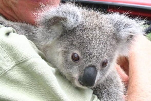 A baby koala being held by a keeper