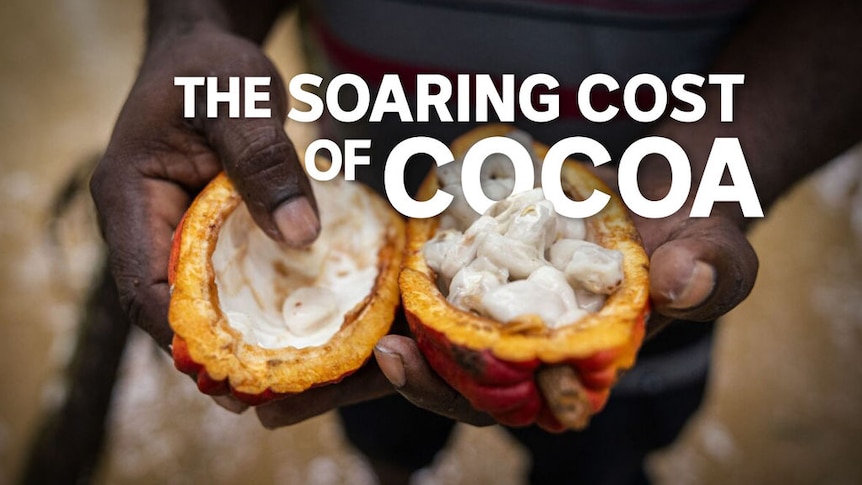 The Soaring Cost of Cocoa: Someone holds a cocoa bean that's been cut in half.