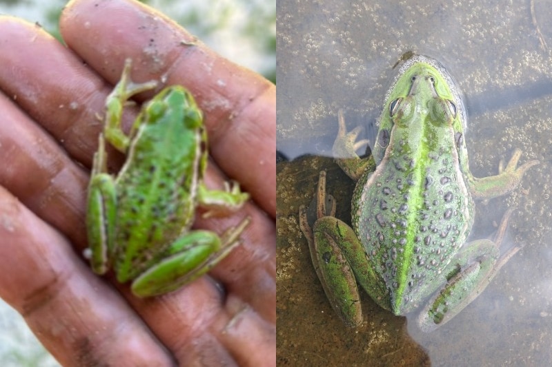 A composite image of a hand holding a green frog and another frog just under water