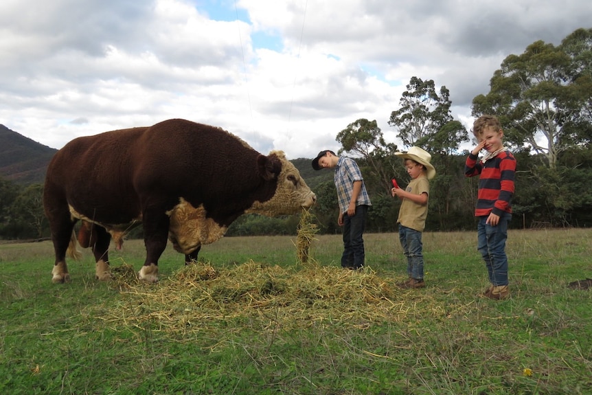 A bull standing in a paddock with three boys lining up to feed him hay.