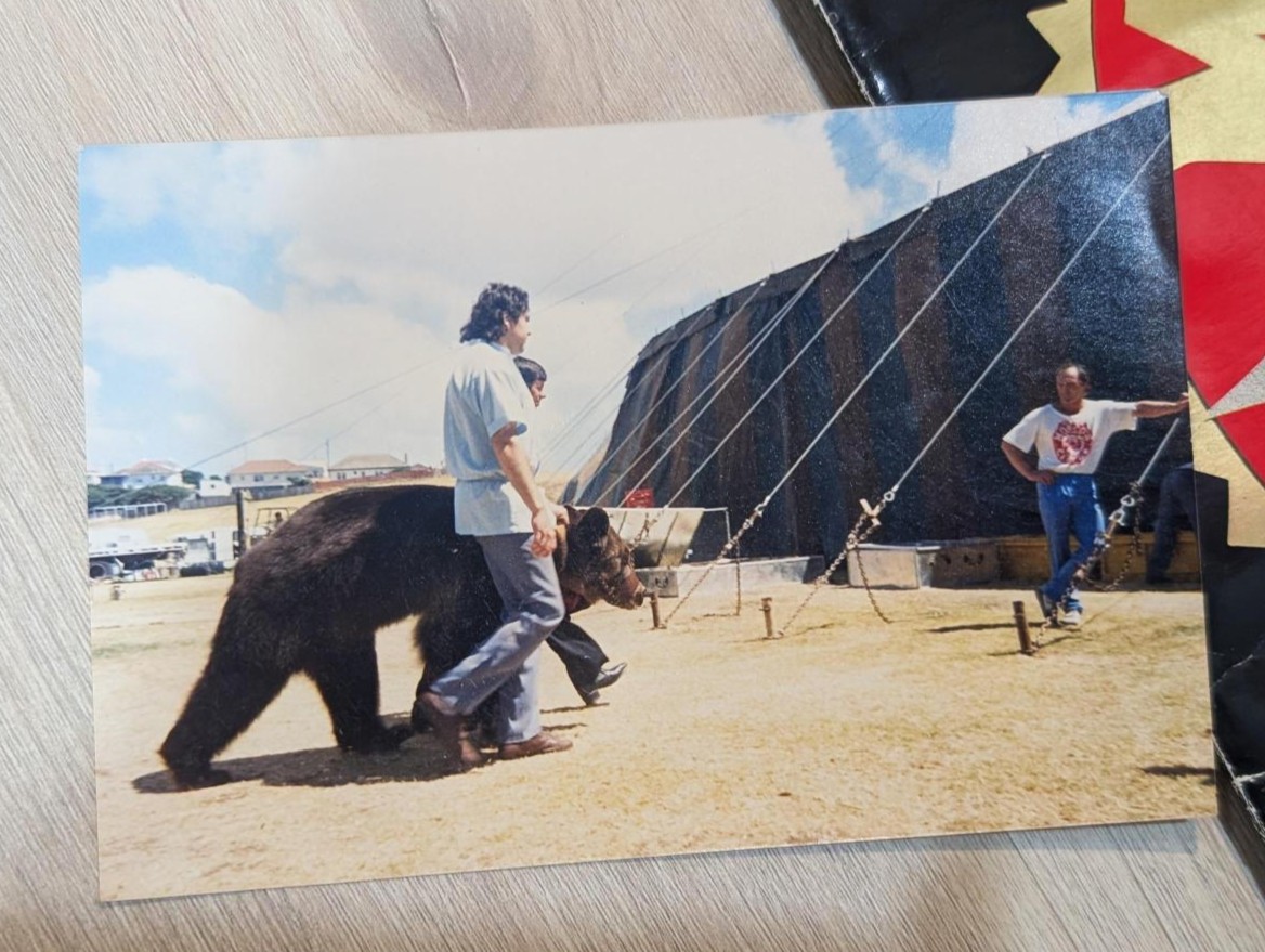 Los osos participaron en las actuaciones del Gran Circo de Moscú