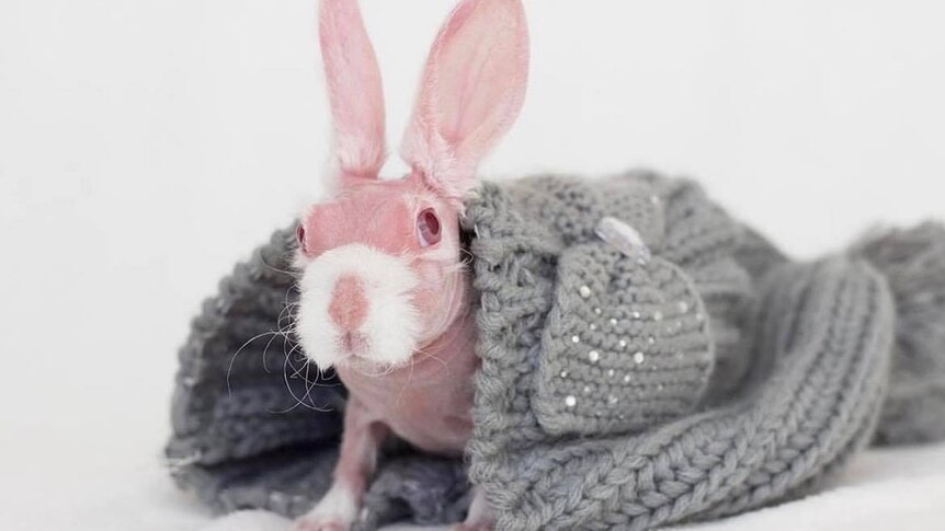 A hairless rabbit in a blanket.