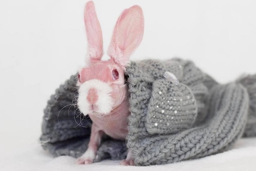 A hairless rabbit in a blanket.