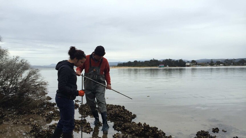 Oyster farmers looking to destroy wild pacific oysters