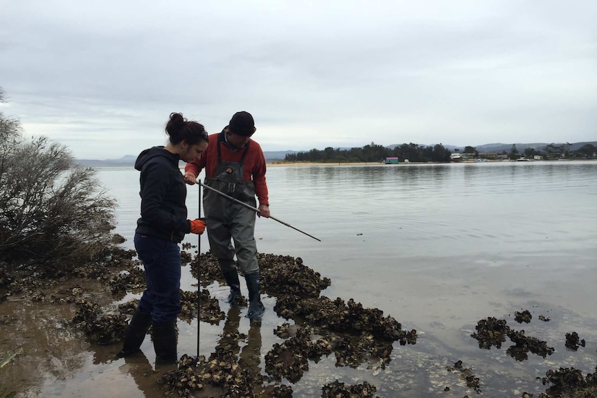 Oyster farmers looking to destroy wild pacific oysters