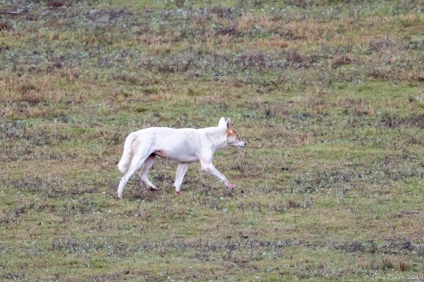 A white coloured dingo moving through grass.
