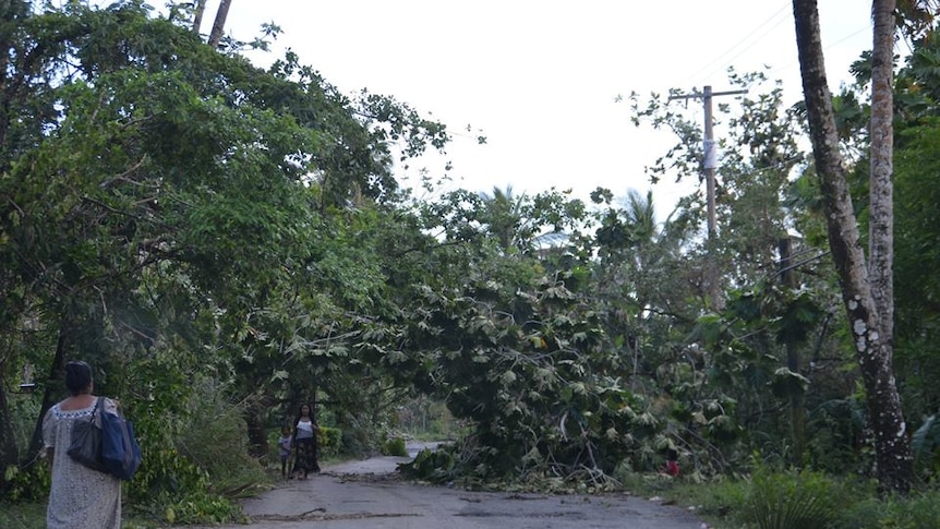 Fallen tree blocks a road in Micronesia