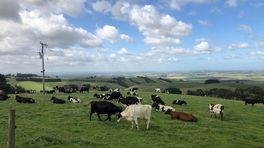 Dairy cows graze in a bright green paddock.