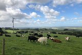 Dairy cows graze in a bright green paddock.