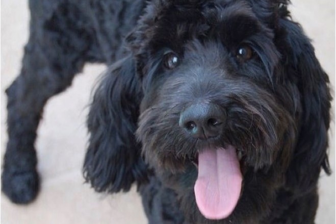 Photo of Comet the dog with his tongue out.