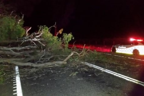 Night time shot of trees fallen across a road with a police car parked nearby.