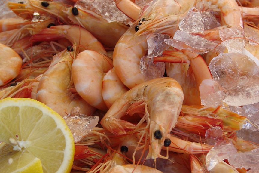 Prawns