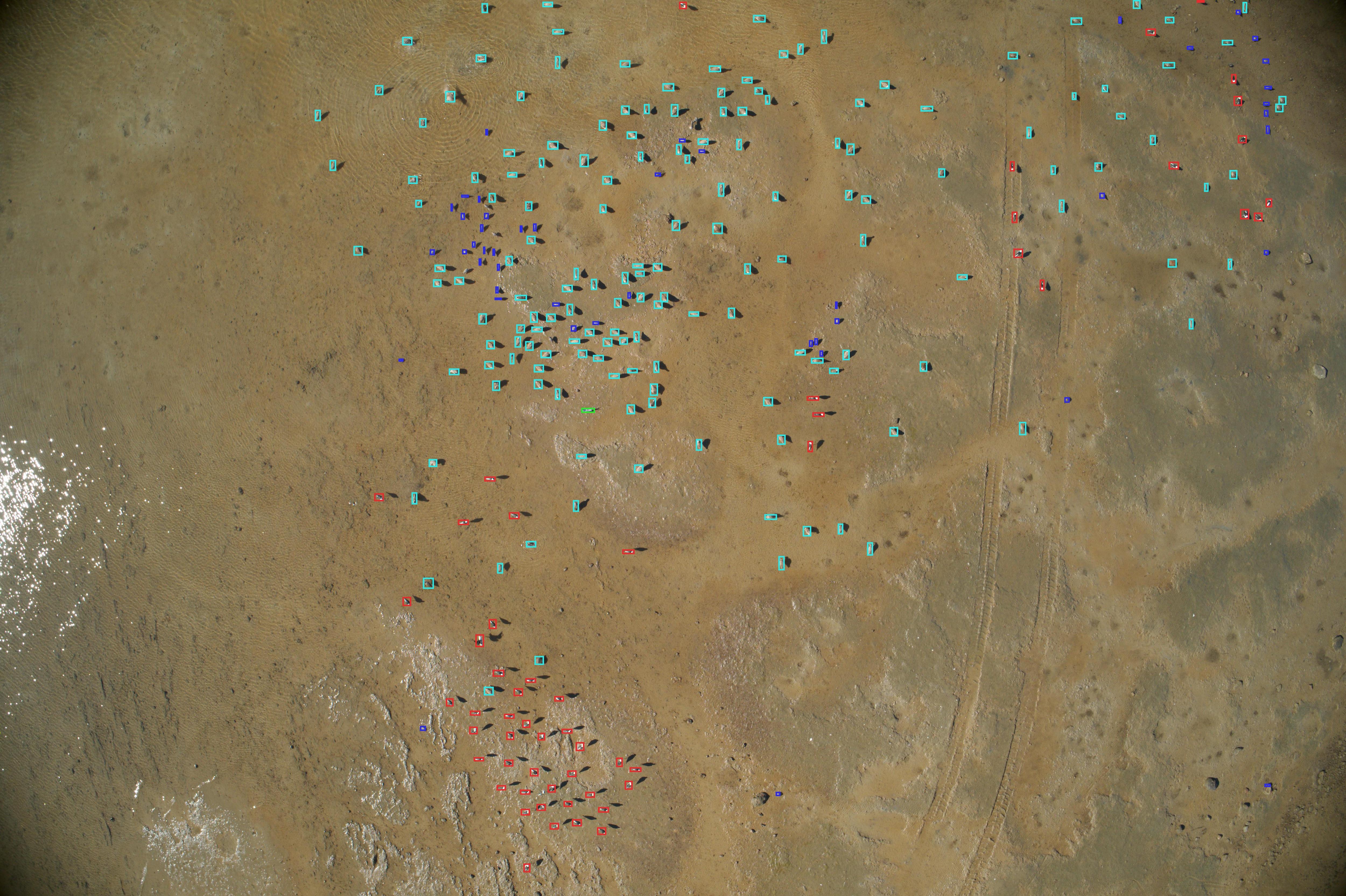 AI rapidly identifies birds in the picture.