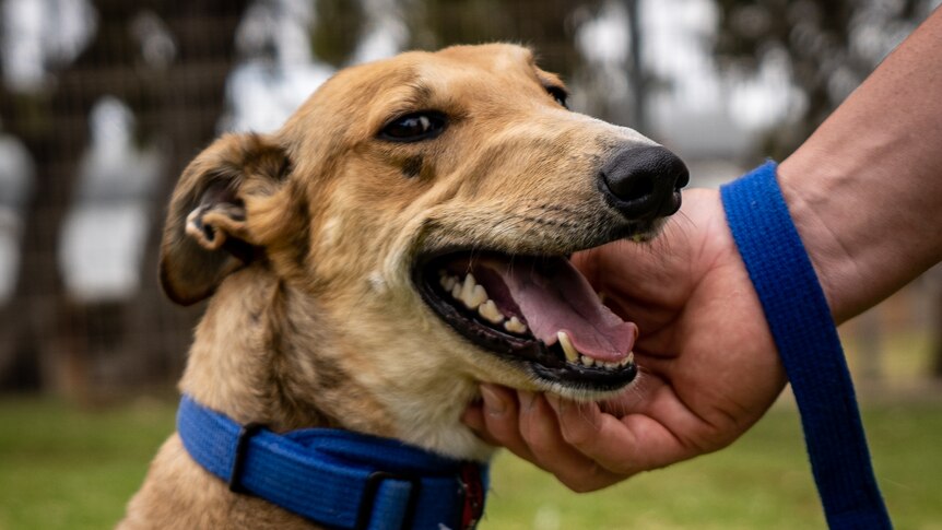 A tan greyhound being scratched under the chin