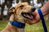 A tan greyhound being scratched under the chin
