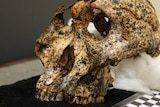 An ancient skull pieced together by paleoanthropologists