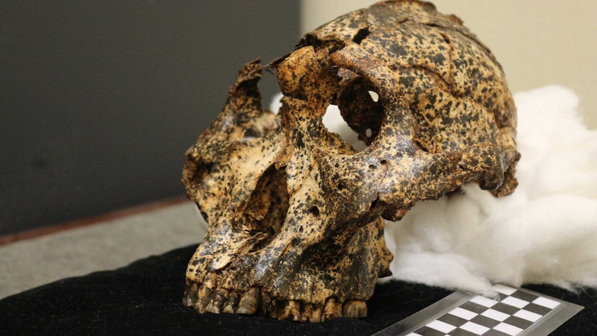 An ancient skull pieced together by paleoanthropologists