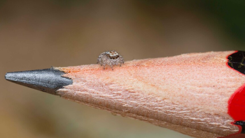 Tiny Peacock spider on a pencil