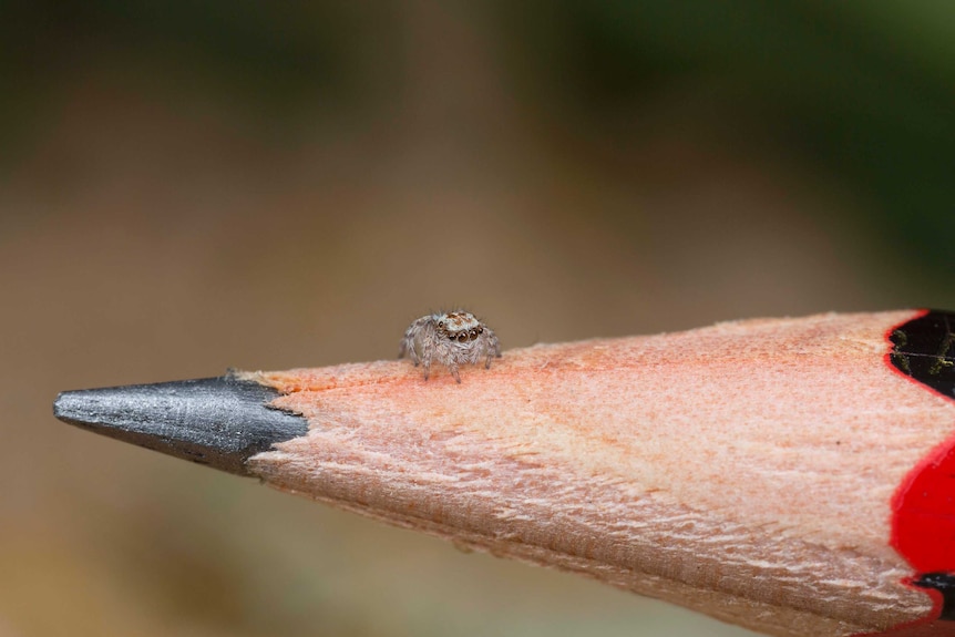 close-up of lead pencil shows very tiny spider with hairy legs and large eyes standing on shaved wood of pencil
