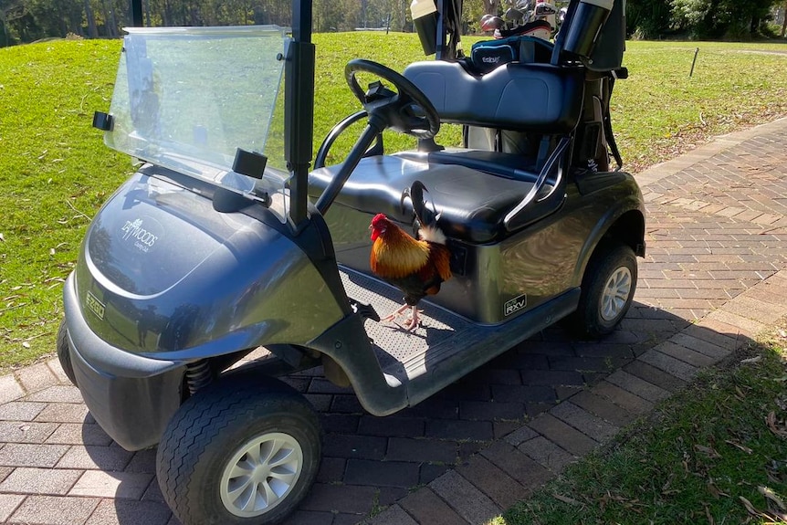 A brightly coloured rooster sits in a stationary golf buggy parked alongside a green lawn