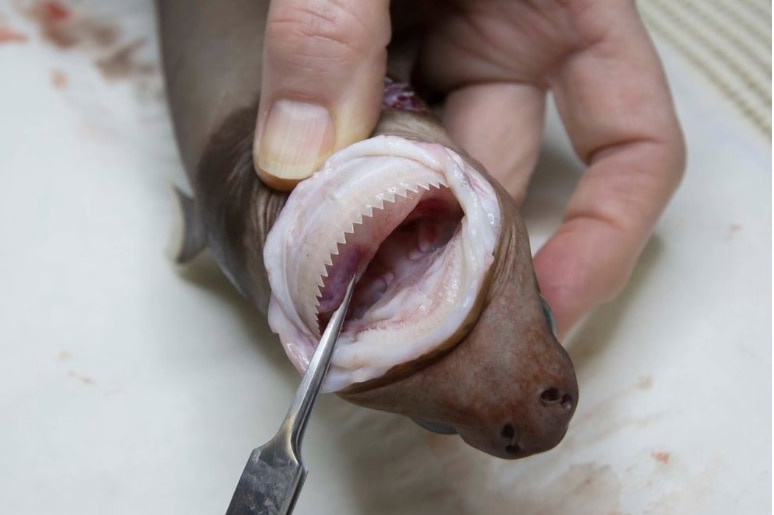The teeth of a cookie cutter shark, which feeds by gouging out cookie-sized chunks of flesh from prey.