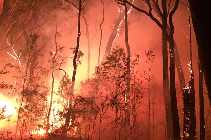Fire takes hold in forest at Station Creek, north of Coffs harbour