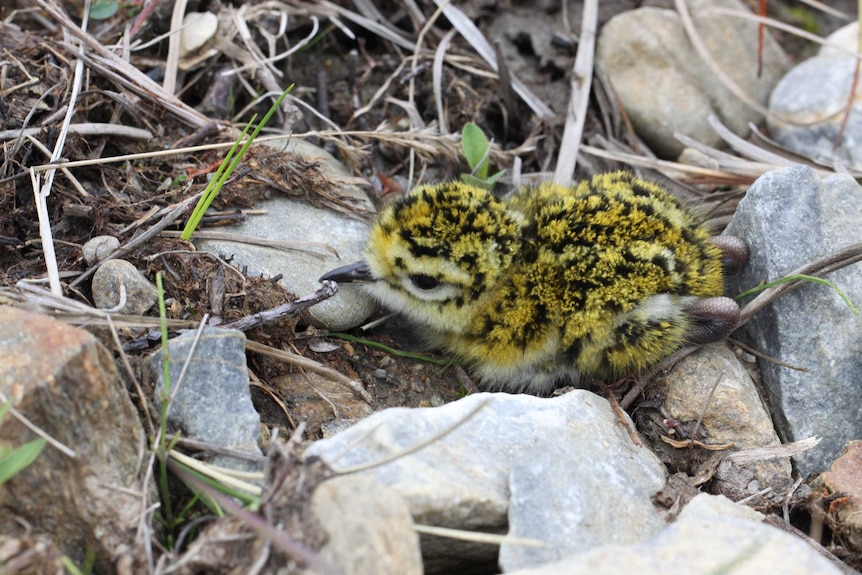 A shorebird chick resplendent in bright plumage